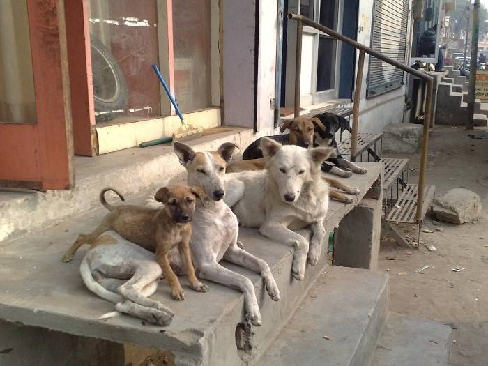 Timeline of Street Dog News Evolution