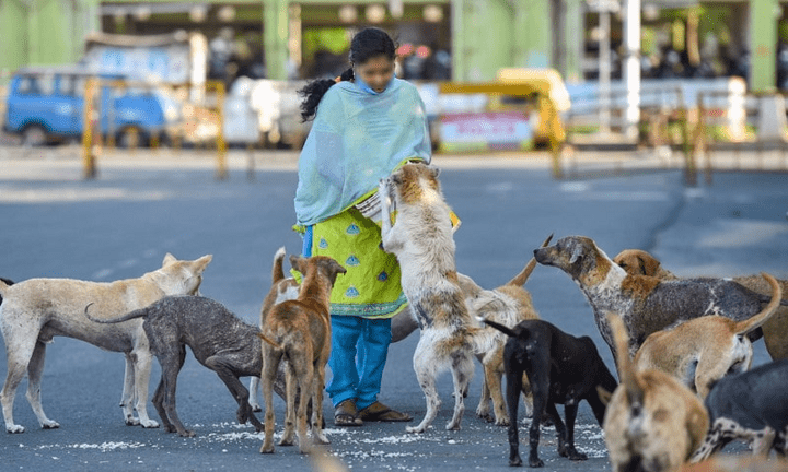 street dog news